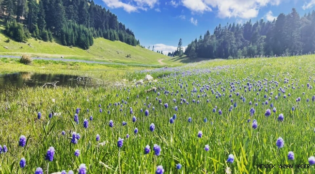 Hendek Çiğdem Yaylası Doğal Güzellikleri İle Göz Kamaştırıyor