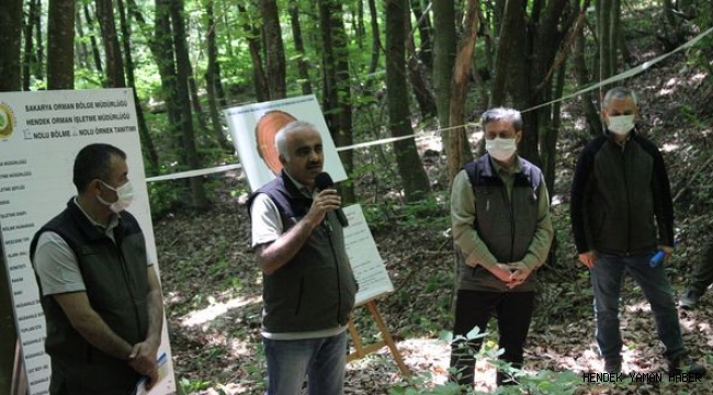 Hendek Orman İşletme Müdürlüğünde Silvikültür Tatbikatı