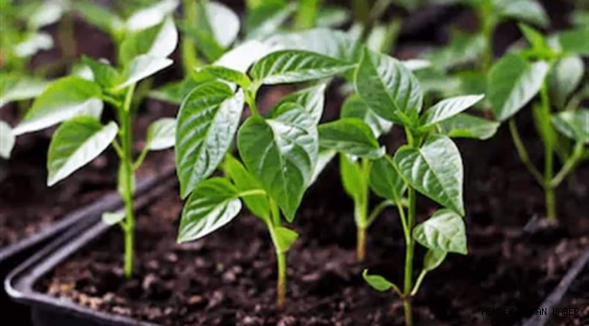 Hendek Salı Pazarında Fideler Büyük İlgi Gördü