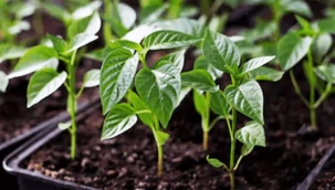 Hendek Salı Pazarında Fideler Büyük İlgi Gördü