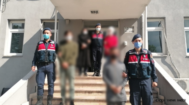 Hendek'te Büyükbaş Hayvan Hırsızlığından 3 Kişi Tutuklandı