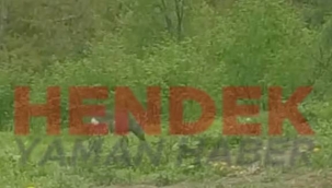 Hendek Yeşerdi, Doğal Yaşam Canlandı Karaca Vatandaşın Yanına Geldi