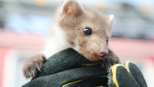 Davetsiz misafir  ait olduğu yerde