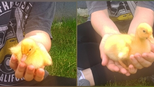 Hendek Atatürk Parkının Sevimli Misafirleri parkı şenlendirdi