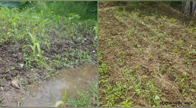 Hendek'te Bahçeye Ekilen Fideler Yağmur Sonrası Çürüdü