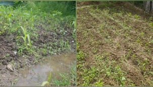 Hendek'te Bahçeye Ekilen Fideler Yağmur Sonrası Çürüdü