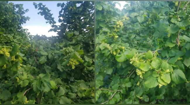 Hendek'te Fındık Yeşerdi Bahçe Sahipleri Son Hazırlıklarını Yapıyor