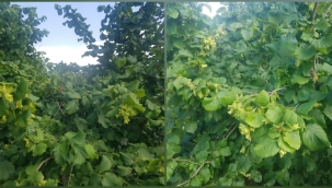 Hendek'te Fındık Yeşerdi Bahçe Sahipleri Son Hazırlıklarını Yapıyor