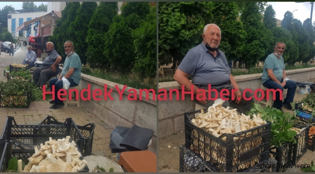 Hendek’te Toplanan Mantarlar Köylünün Geçim Kaynağı Oldu