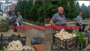 Hendek’te Toplanan Mantarlar Köylünün Geçim Kaynağı Oldu