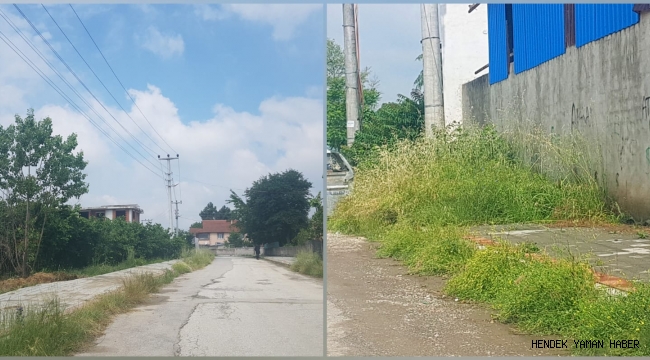 Hendek'te Yabani Otla Mücadele Bu Caddeye Uğramadı