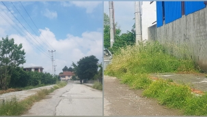 Hendek'te Yabani Otla Mücadele Bu Caddeye Uğramadı