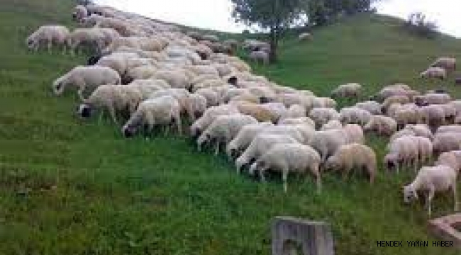 Vekâlet Yoluyla Kurban Kesim Bedeli Açıklandı