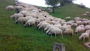 Vekâlet Yoluyla Kurban Kesim Bedeli Açıklandı