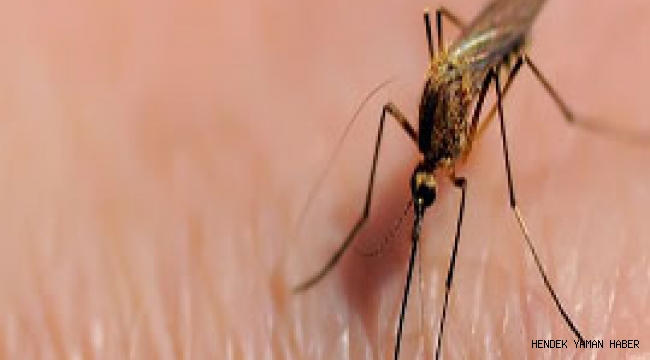 Hendek'te Vatandaşların Sivrisinek Şikayetleri Arttı!