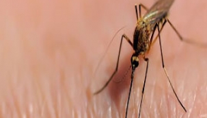 Hendek'te Vatandaşların Sivrisinek Şikayetleri Arttı!