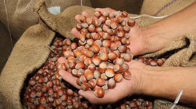 Hendek’te Fındık hasadı Son Sürat Devam Ediyor 