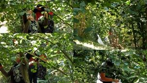 Hendek’te Fındık Sezonu Başladı