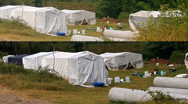 Hendek’te Mevsimlik Fındık İşçilerinin Zorlu Yaşam Mücadelesi