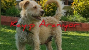 Sevimli Tarçın Her Yerde Aranıyor