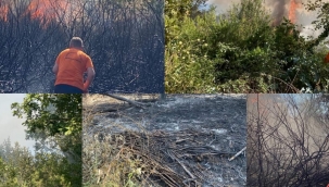 Hendek'te Ormanlık Alanda Çıkan Yangın Korku Yarattı