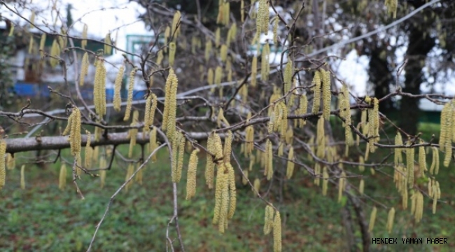 Fındık Üreticilerine Tarım Sigortası' Çağrısı