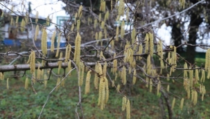 Fındık Üreticilerine Tarım Sigortası' Çağrısı