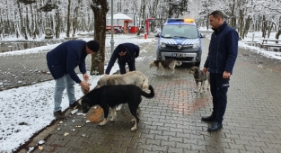 HENDEK BELEDİYESİ ZABITA EKİPLERİ YOĞUN KAR YAĞIŞI SONRASI CAN DOSTLARINI UNUTMADI