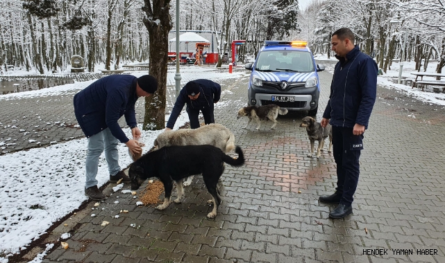 HENDEK BELEDİYESİ ZABITA EKİPLERİ YOĞUN KAR YAĞIŞI SONRASI CAN DOSTLARINI UNUTMADI