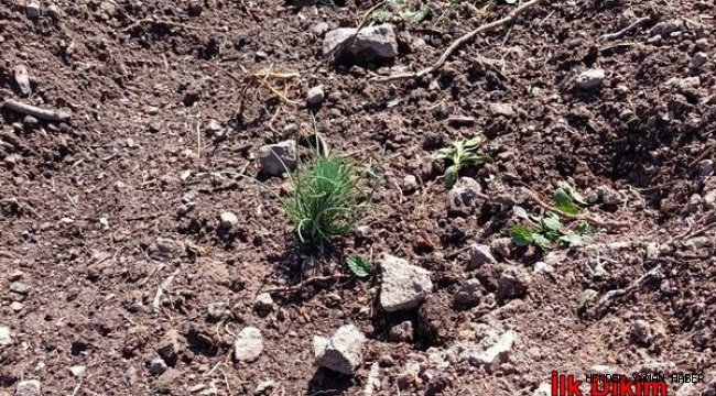 Hendek’de Büyüyen Fidanlar Yüzleri Güldürüyor  ​
