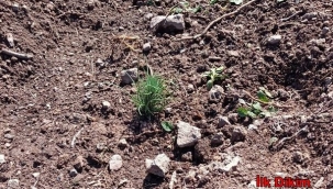 Hendek’de Büyüyen Fidanlar Yüzleri Güldürüyor ​