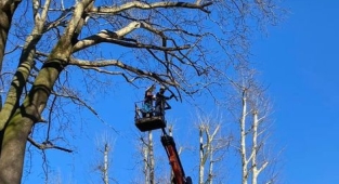 HENDEK'TE AĞAÇLARA ÖZEL KORUMA