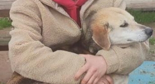 Sahibi Kaybolan Sevimli Can Dostunu Arıyor 