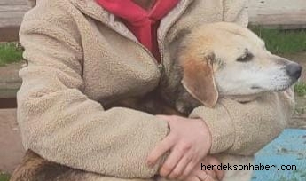 Sahibi Kaybolan Sevimli  Can Dostunu Arıyor 