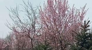 Hendek Çiçek Açtı