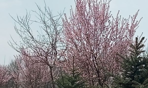 Hendek Çiçek Açtı