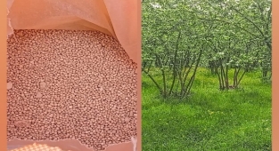 Hendek Fındık Bahçe Sahipleri Gübre  Fiyatlarına Gelen Zamlara Tepkili