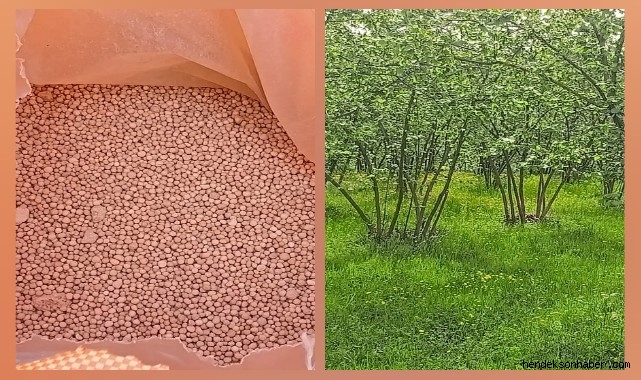 Hendek Fındık Bahçe Sahipleri Gübre  Fiyatlarına Gelen Zamlara Tepkili