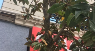 Hendek İlçe merkezinde Bulunan Ağaçlara Zarar Verilmesi Sonrasında Belediyeden Uyarı Geldi