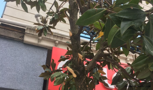 Hendek İlçe merkezinde Bulunan Ağaçlara Zarar Verilmesi Sonrasında Belediyeden Uyarı Geldi