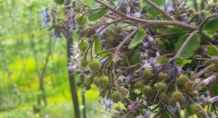 Hendek'te Kaldirik Pazara İndi