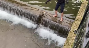 Hendek Uludere Çayı'na düşen kedi kurtarıldı