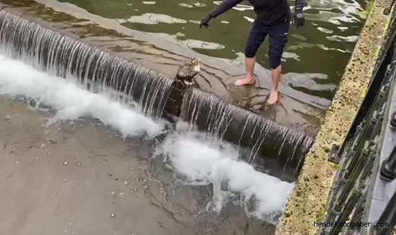 Hendek Uludere Çayı'na düşen kedi kurtarıldı