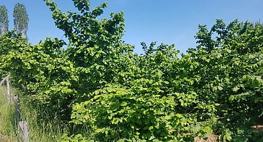 Eyvah Eyvah Fındık Bahçe Sahiplerine Kötü Sürpriz