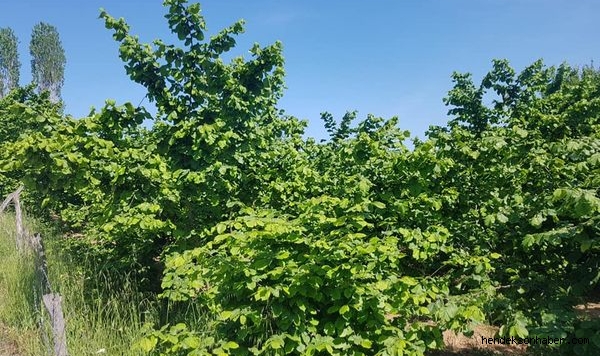 Eyvah Eyvah Fındık Bahçe Sahiplerine Kötü Sürpriz