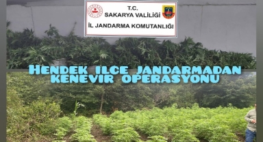 Hendek İlçe Jandarmadan Kenevir  Operasyonu 