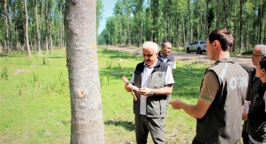Hendek’te Amerikan Beyaz Kelebeği İle Biyolojik Mücadele