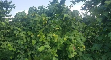 Fındık Alım Fiyatı Açıklandı