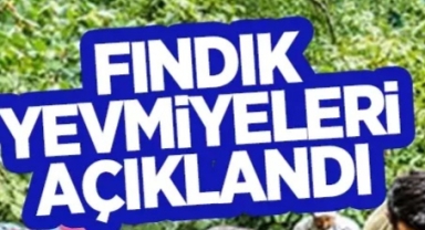 Fındık Hasadına Sayılı Günler Kala yevmiyeler belli oldu