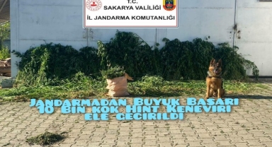 Jandarmadan Büyük Başarı 10 Bin Kök Hint Keneviri Ele Geçirdi
